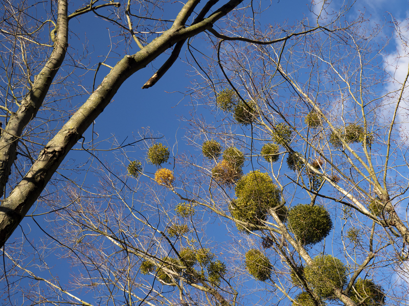 Bilder vom Album Pflanzen, Blumen, Früchte