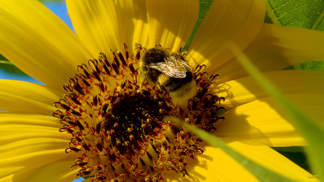 Bilder vom Album Tiere und Insekten