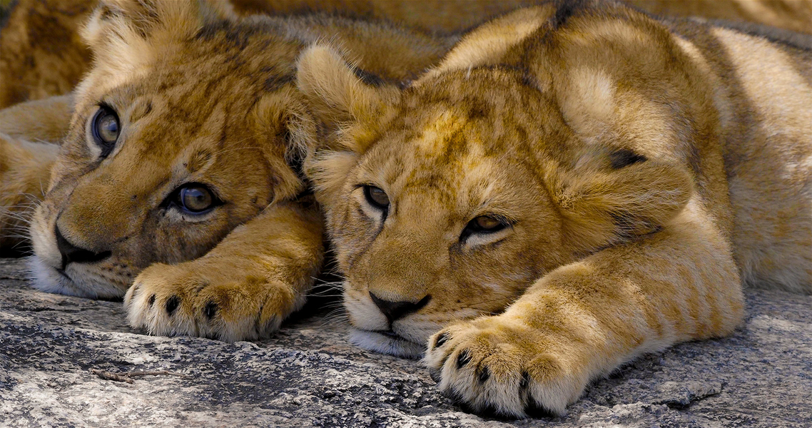 Schnee auf dem Kilimanjaro, Tanzania